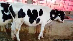 Buy a heifer calf at a low price, ID No. 1084.