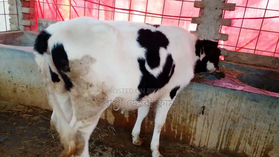 Buy a heifer calf at a low price, ID No. 1084.