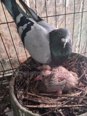 A pair of pigeons for sale with 2 chicks