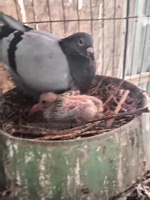 A pair of pigeons for sale with 2 chicks