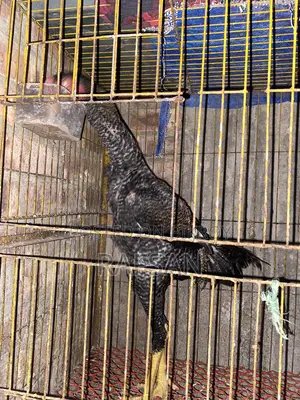আছিল মোরগ