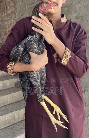 আছিল মোরগ