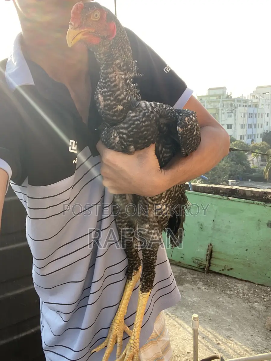 আছিল মোরগ