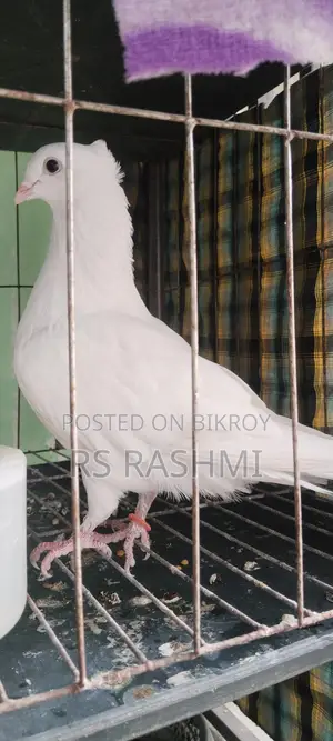 কাগজি চুইঠাল নর