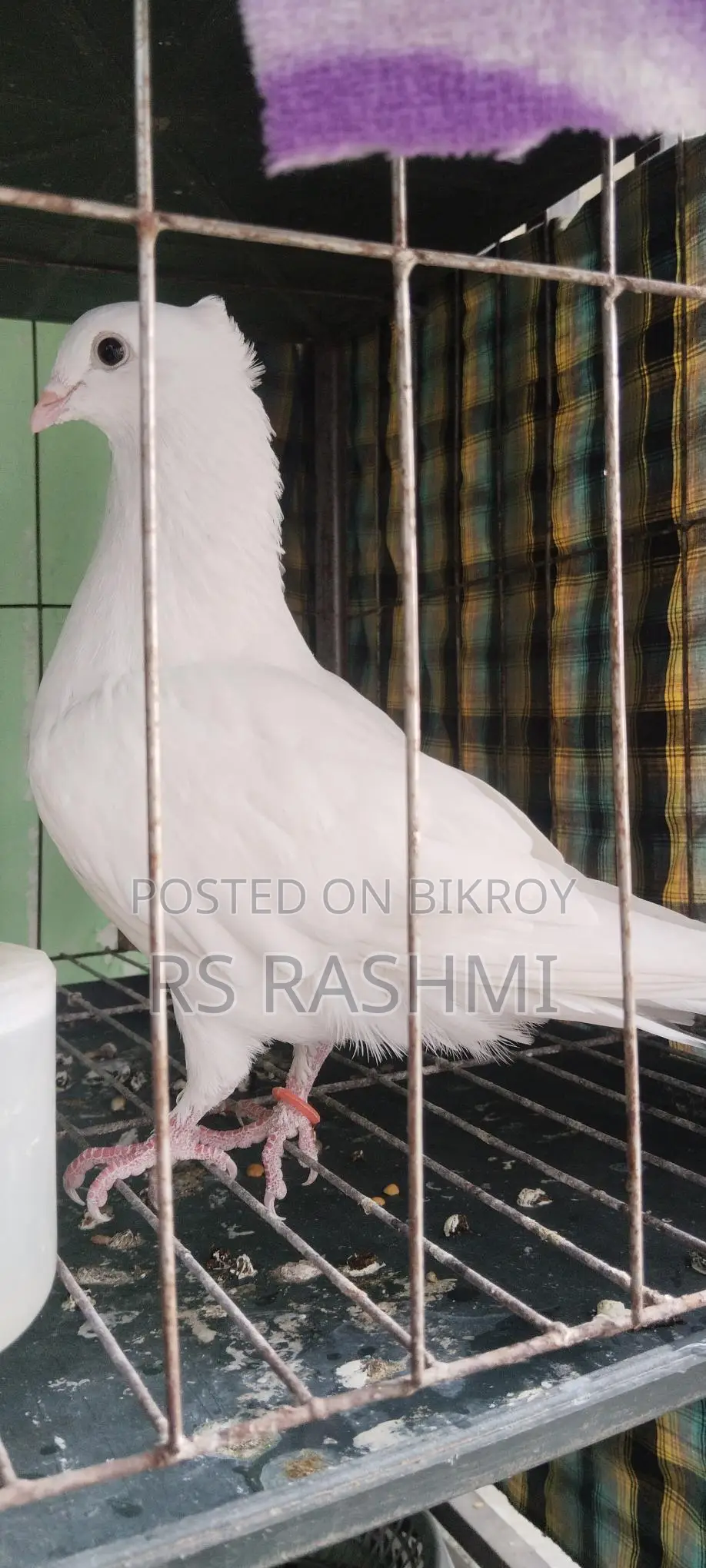 কাগজি চুইঠাল নর