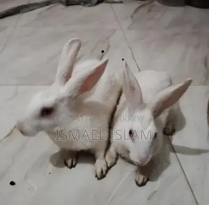 A pair of rabbits for sale.