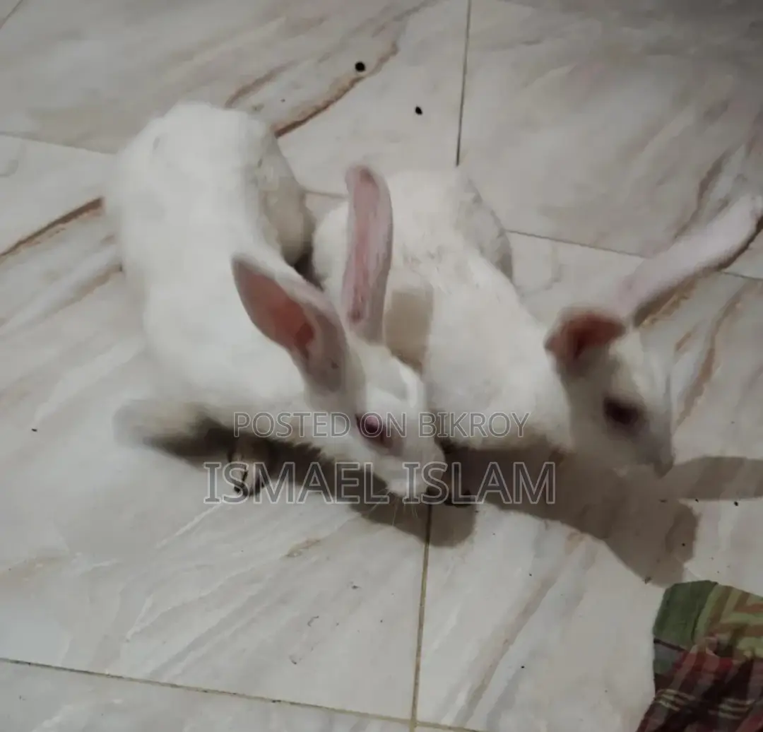 A pair of rabbits for sale.