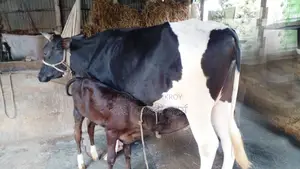 ১০৬৫ নং গাভী উন্নত জাতের ।
