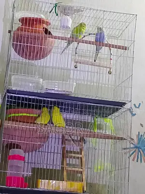 Tame Budgie Babies