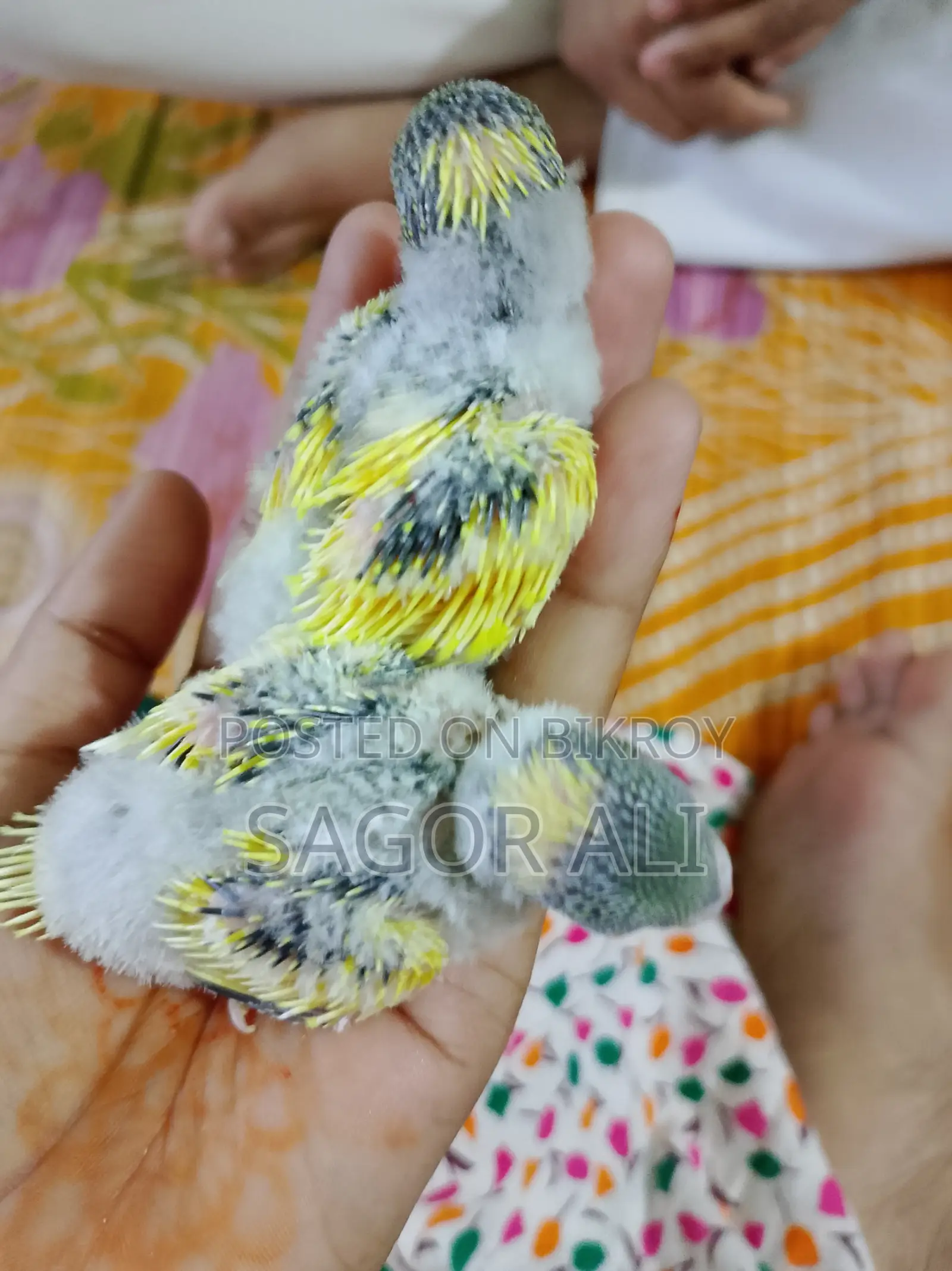 বাজিগার টেম বেবি