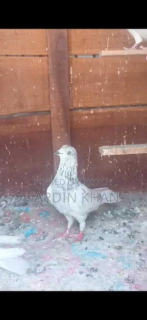 Khulna's Benaras Male Pigeon