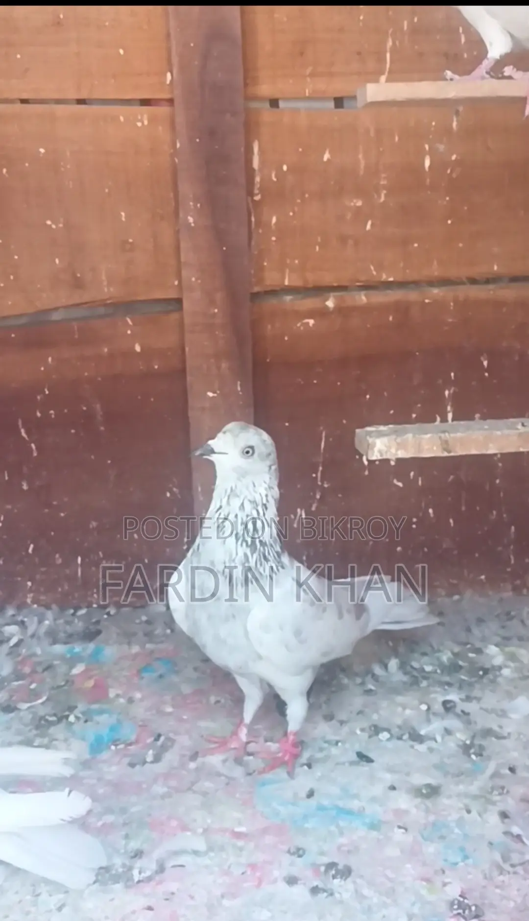 Khulna's Benaras Male Pigeon
