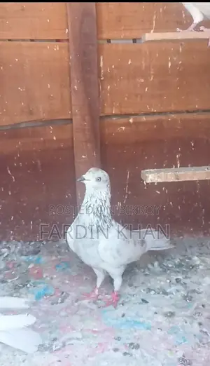 Khulna's Benaras Male Pigeon