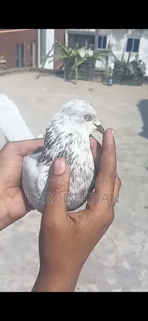 Khulna's Benaras Male Pigeon