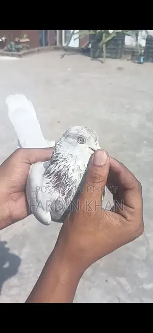 Khulna's Benaras Male Pigeon