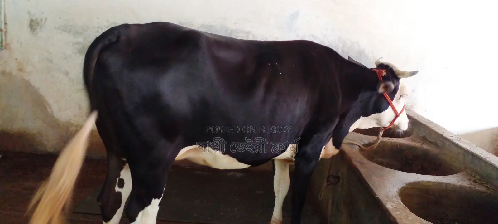 Heifer No. 1078 for sale.