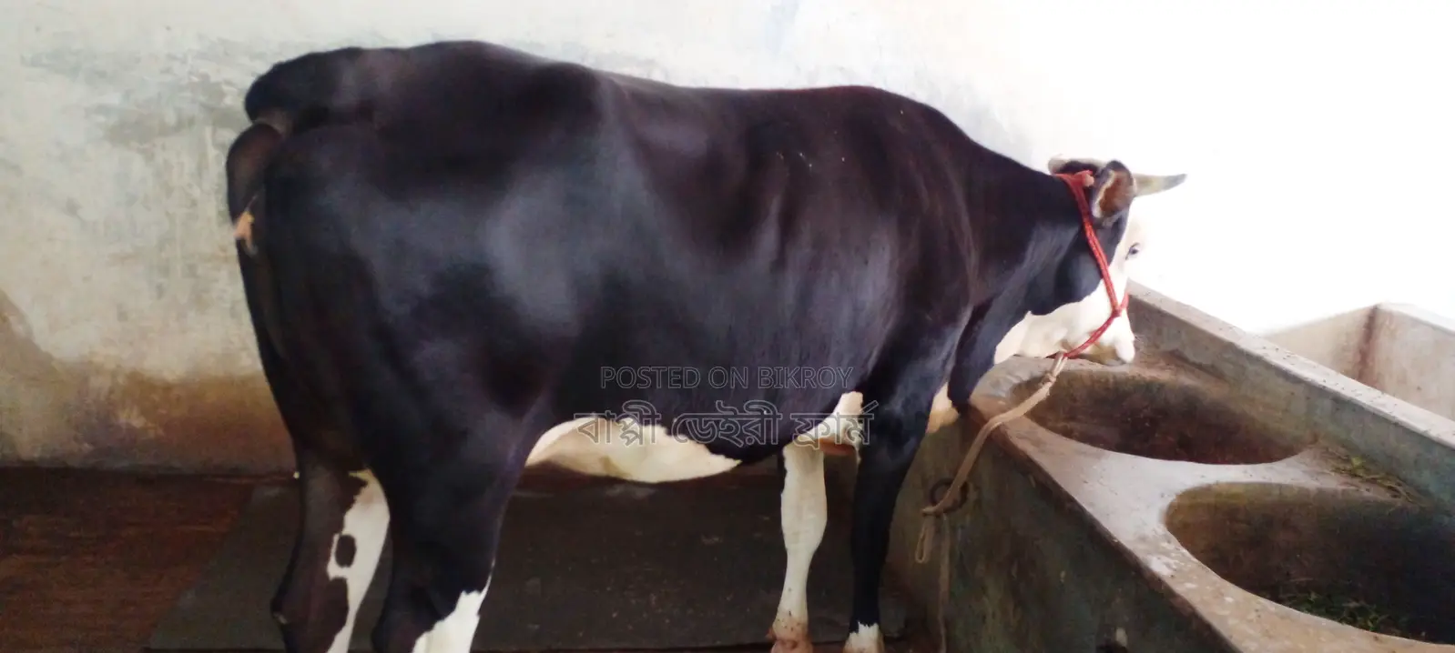 Heifer No. 1078 for sale.
