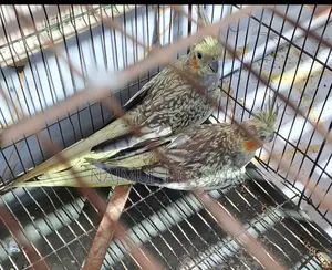 Running Female Cockatiel