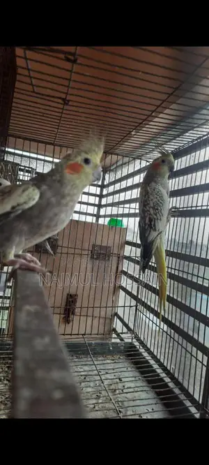 Running Female Cockatiel