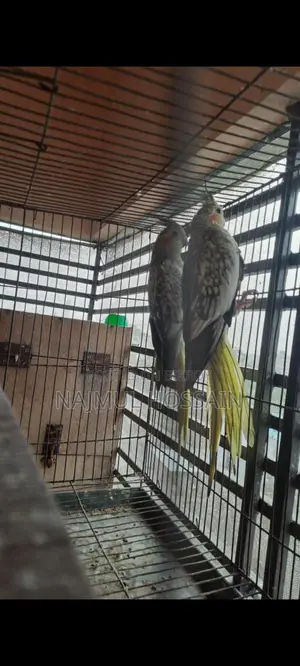 Running Female Cockatiel