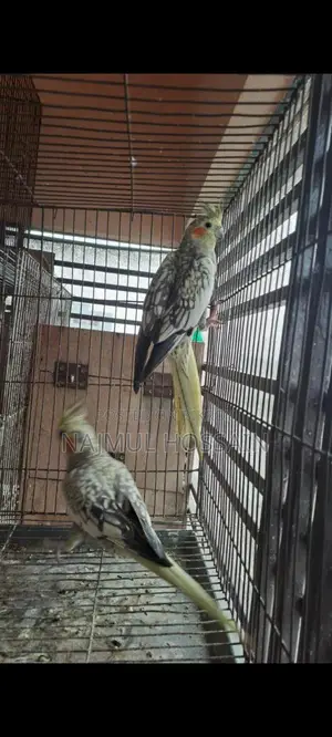 Running Female Cockatiel