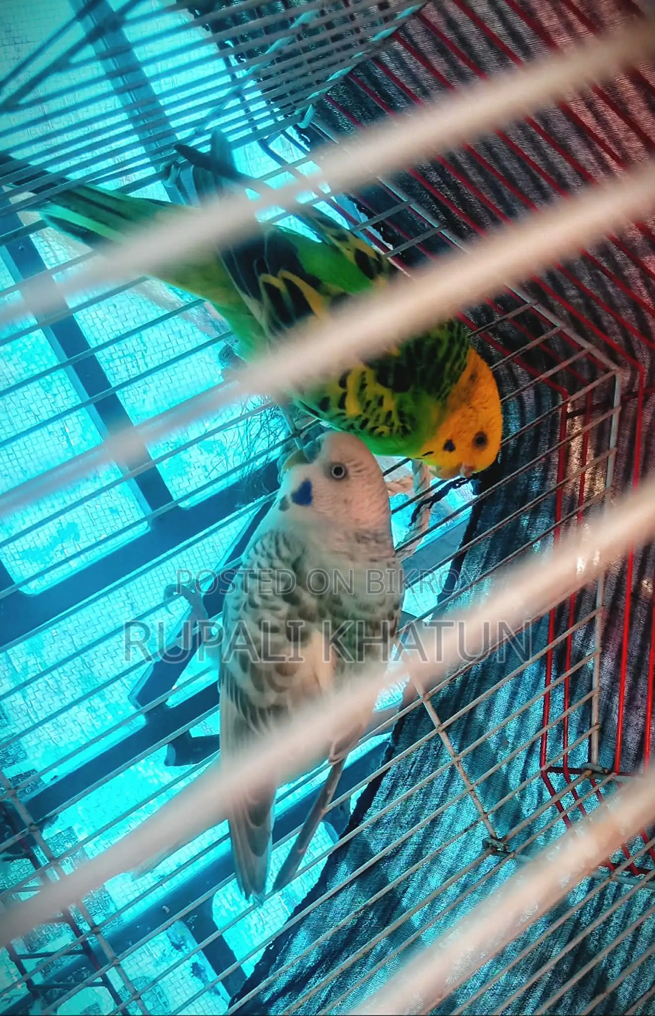 Budgerigar Birds