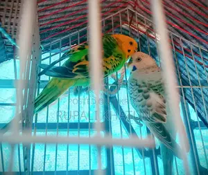 Budgerigar Birds