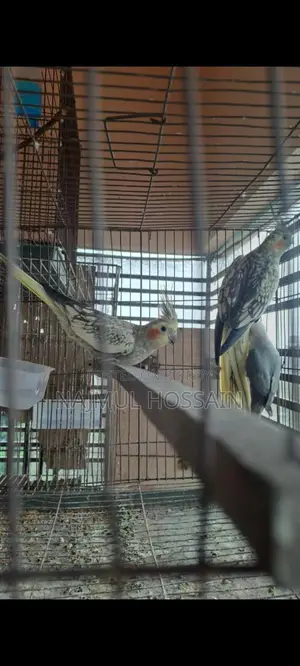 Running Female Cockatiel