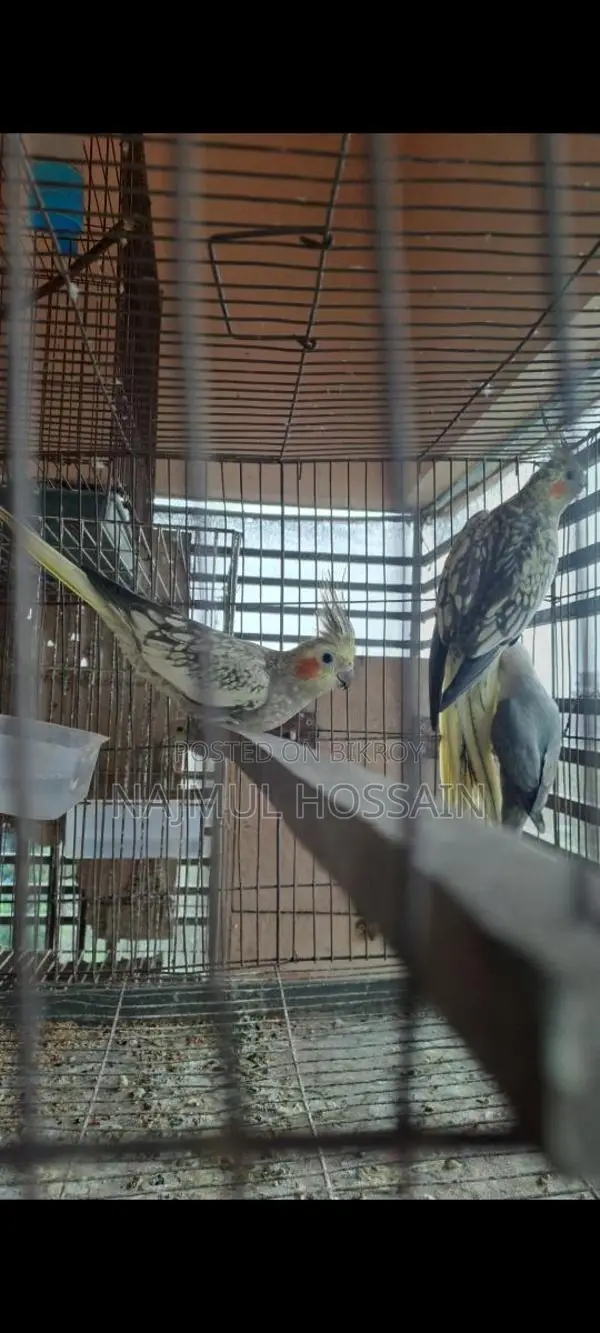 Running Female Cockatiel