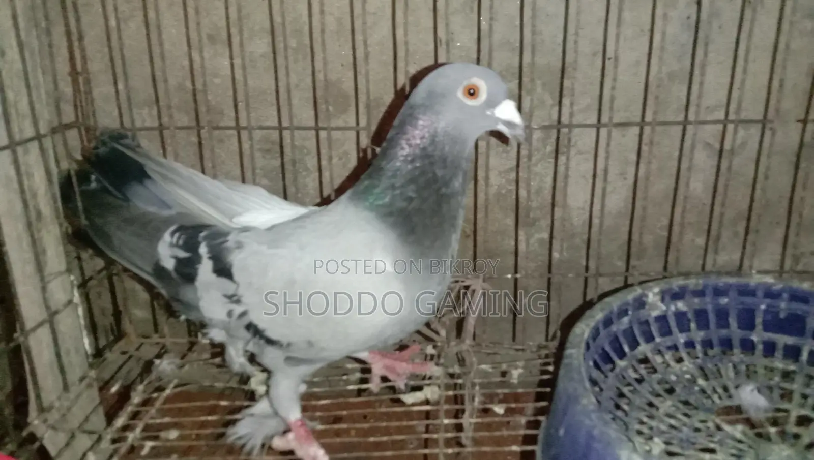 Pigeons for sale