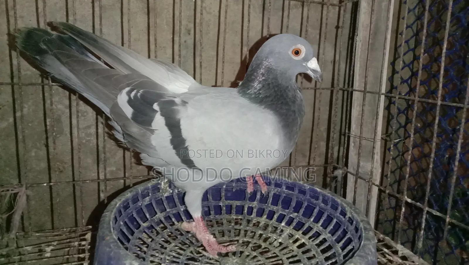 Pigeons for sale
