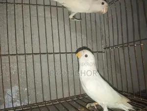 Running Lovebirds