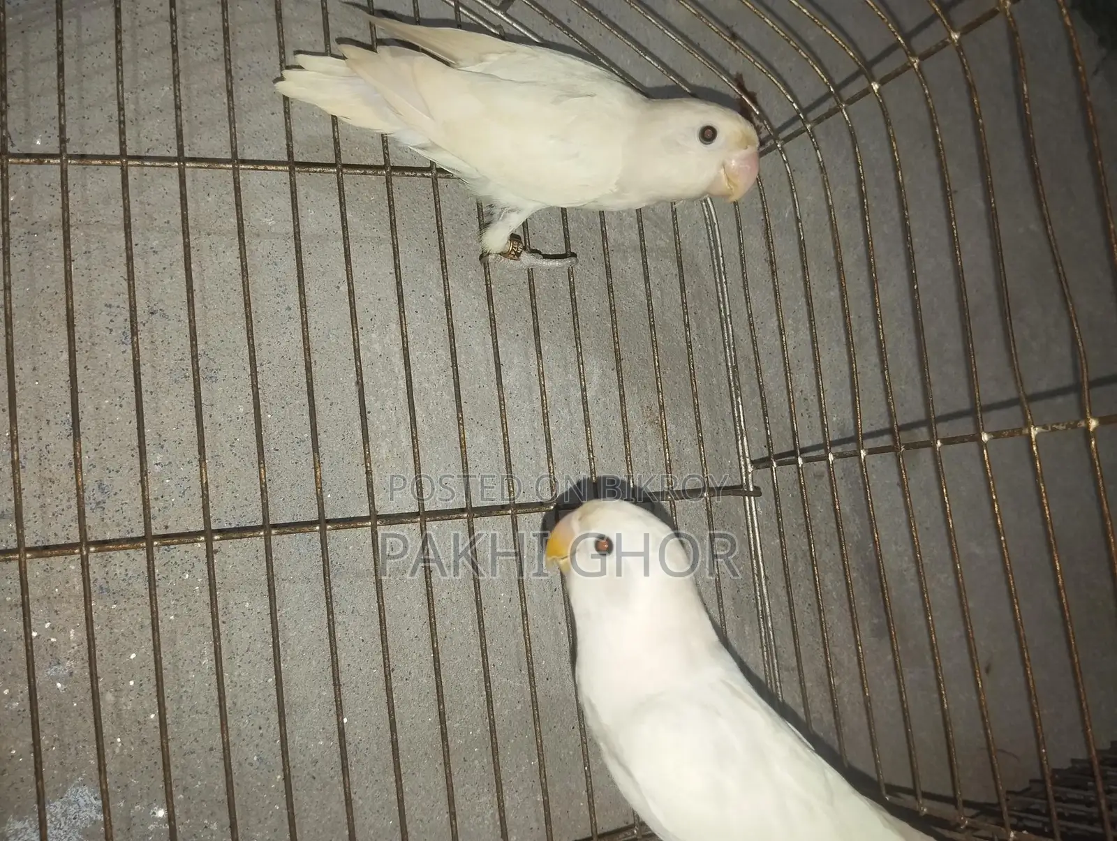 Running Lovebirds