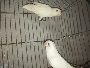 Running Lovebirds