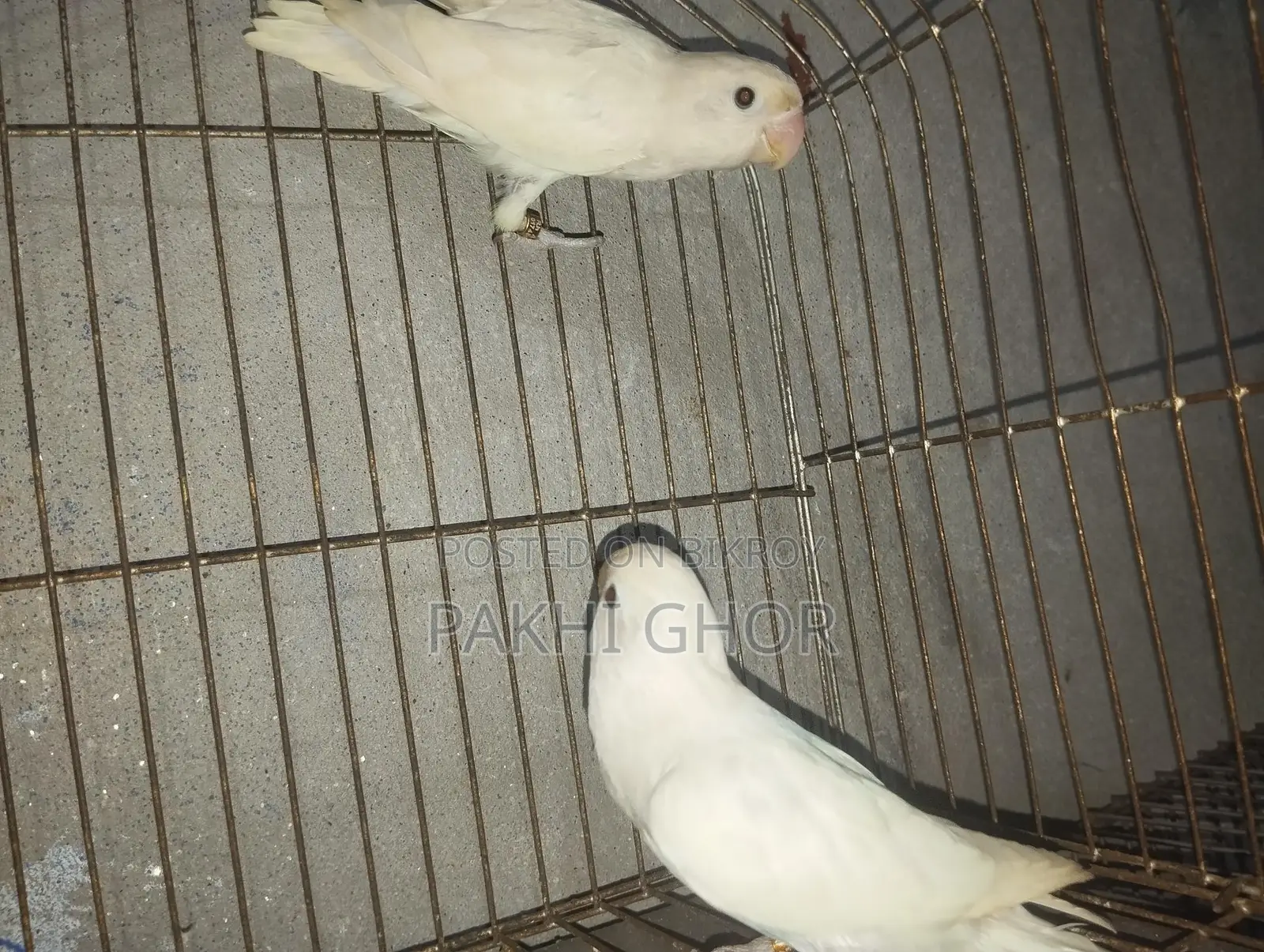 Running Lovebirds