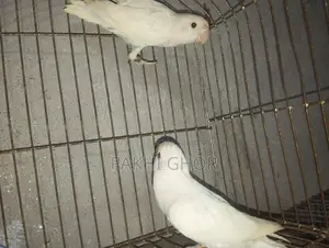 Running Lovebirds