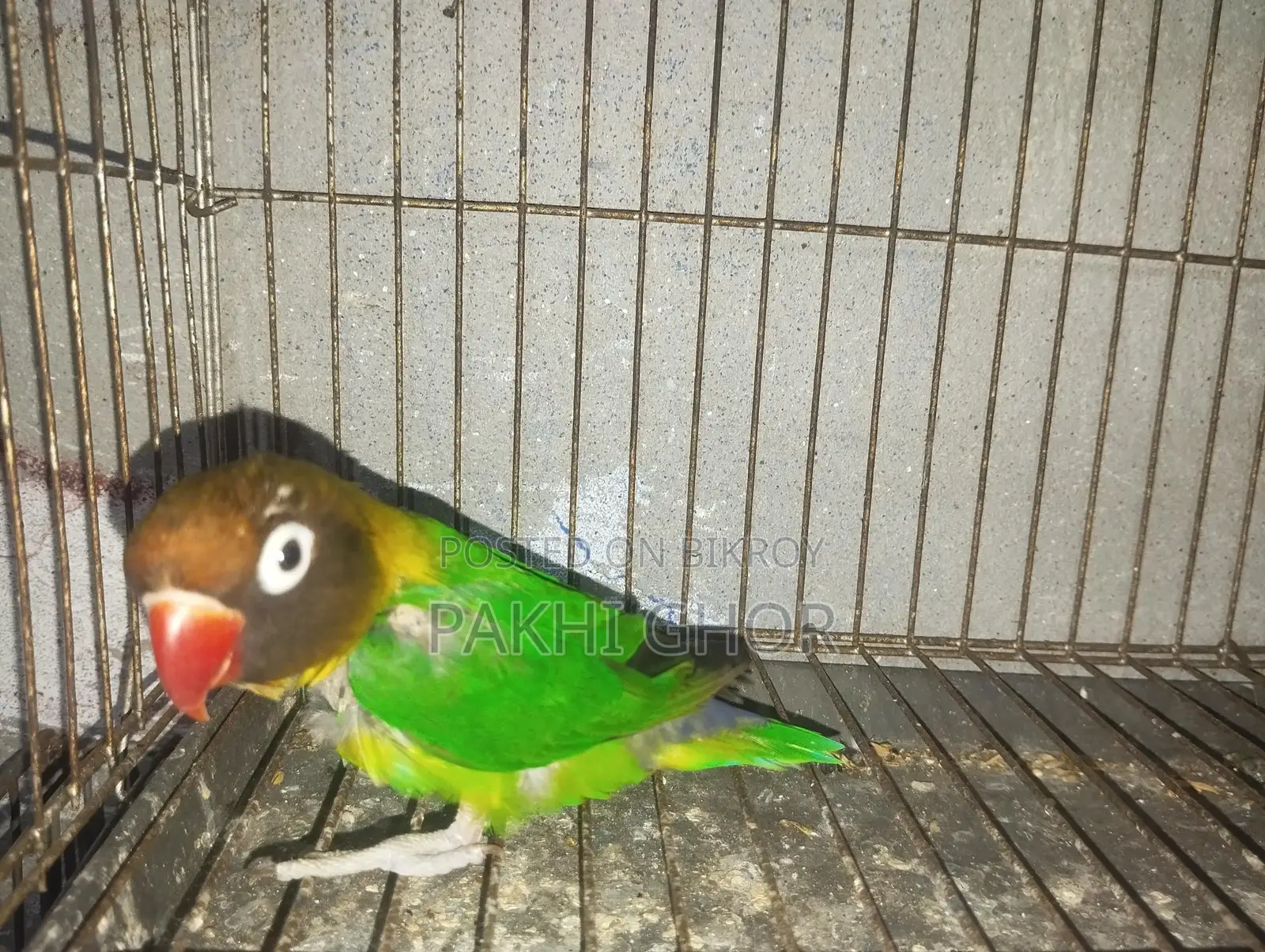Running Lovebirds