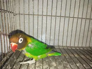 Running Lovebirds