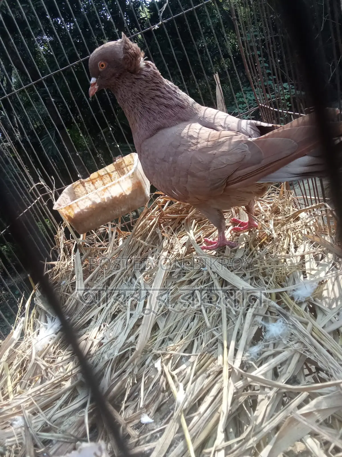 Bombay Running Female Pigeon for Sale