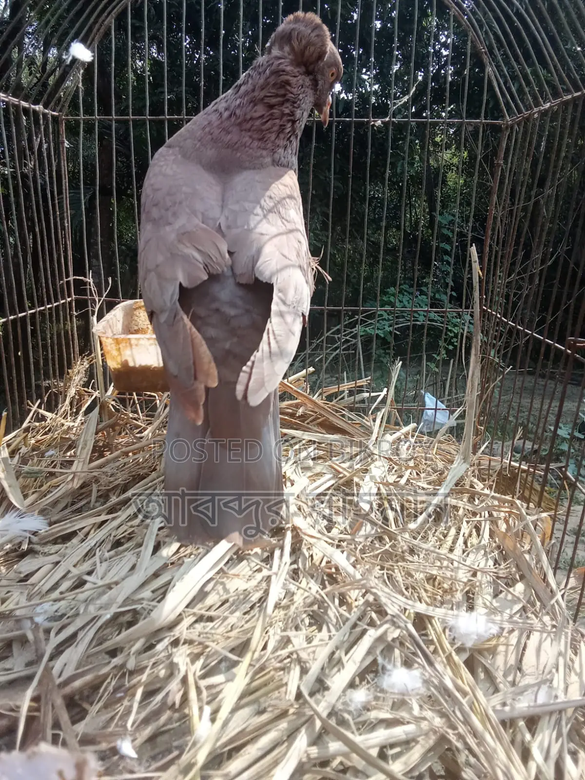 Bombay Running Female Pigeon for Sale
