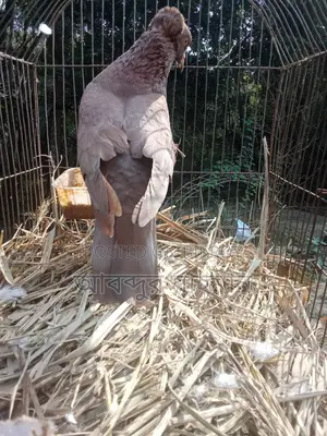 Bombay Running Female Pigeon for Sale