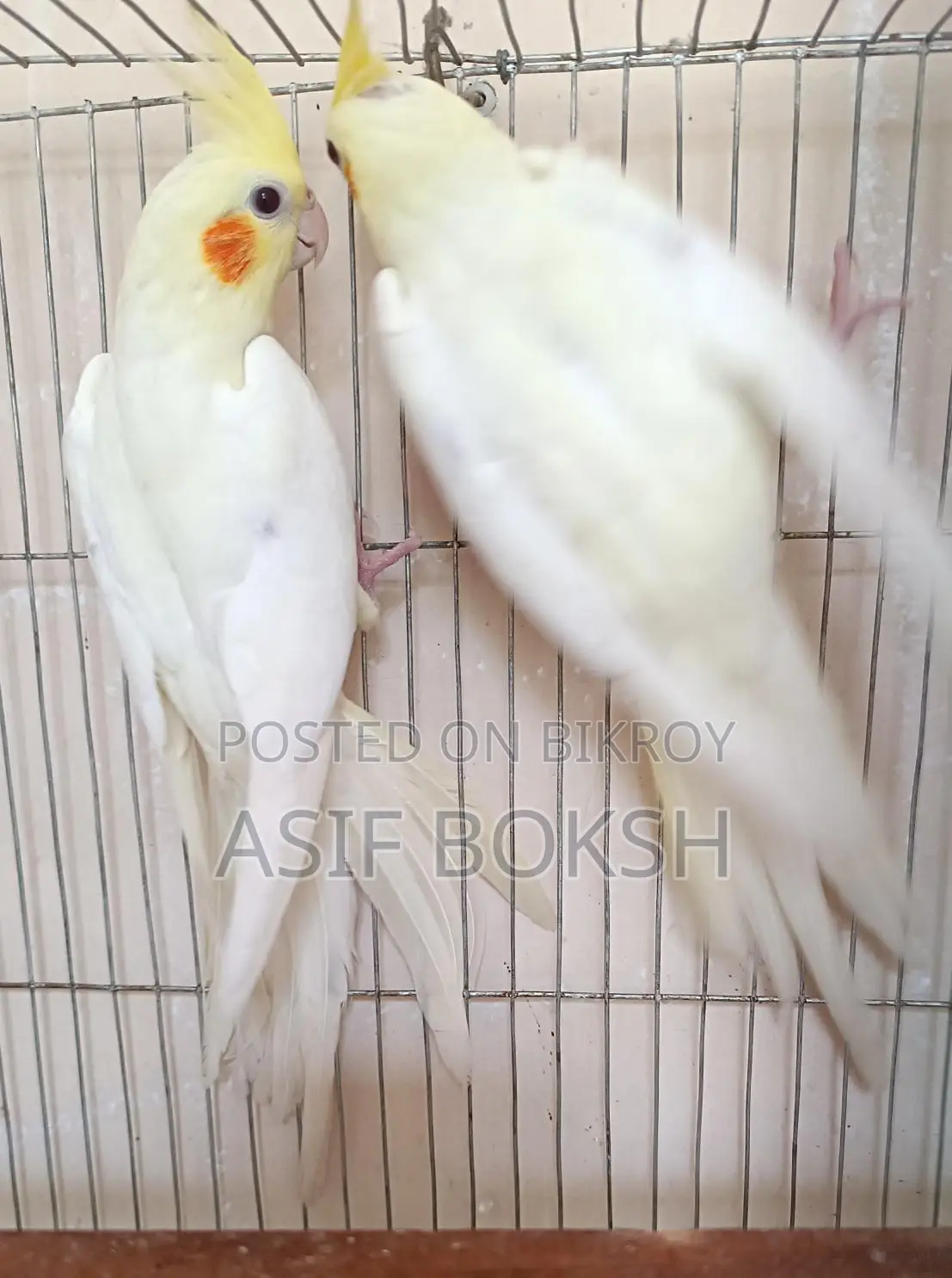 Cockatiel 3+ months old