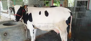 ১০২৪ নং গাভী পোষার জন্য বিক্রয় হবে ।