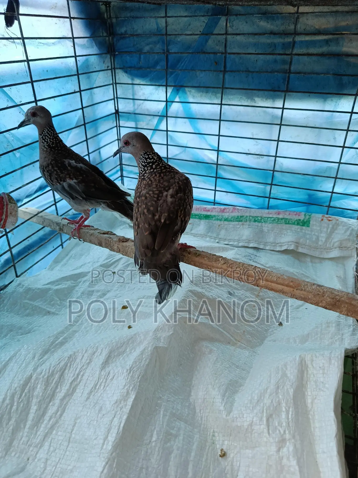 1 Pair of Spotted Doves
