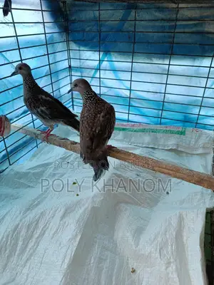 1 Pair of Spotted Doves