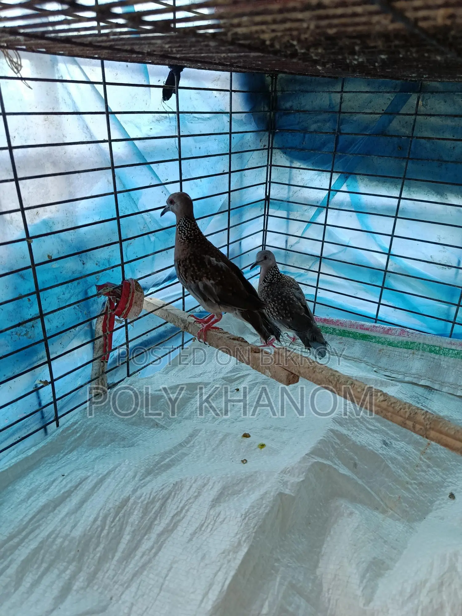 1 Pair of Spotted Doves