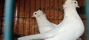 A pair of pigeons for sale, healthy, beautiful white Bombay
