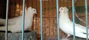 A pair of pigeons for sale, healthy, beautiful white Bombay