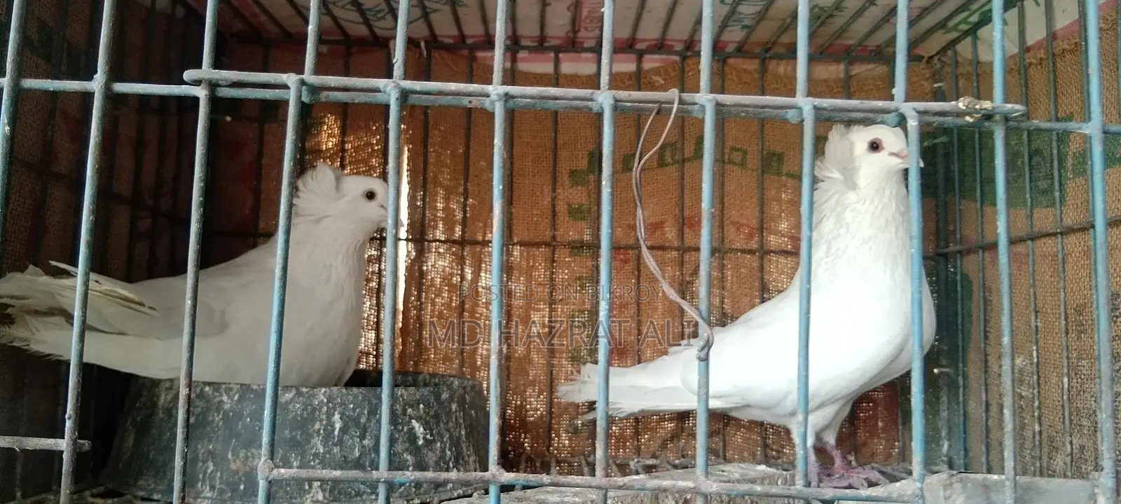 A pair of pigeons for sale, healthy, beautiful white Bombay