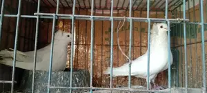 A pair of pigeons for sale, healthy, beautiful white Bombay